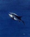 ballet de dauphins 63